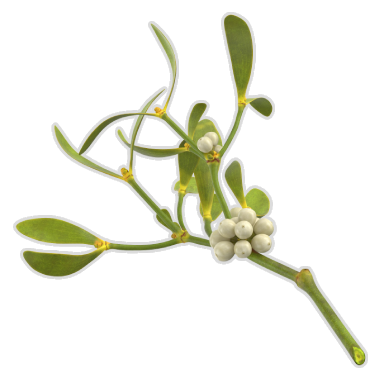 Sprig of Mistletoe.png